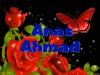 Anas Ahmed's picture